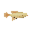 Starfall Arowana